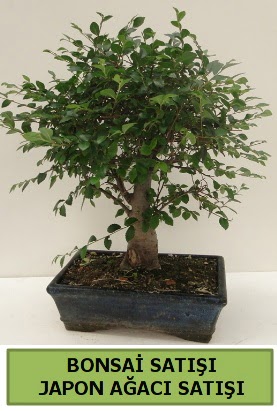 Minyatr bonsai japon aac sat  zmir Karyaka nternetten iek siparii 