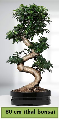 80 cm zel saksda bonsai bitkisi  zmir Karyaka iek gnderme 