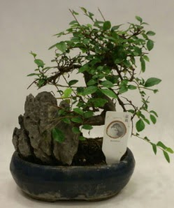 thal 1.ci kalite bonsai japon aac  zmir Karyaka ieki telefonlar 