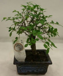 Minyatr ithal japon aac bonsai bitkisi  zmir Karyaka ieki telefonlar 