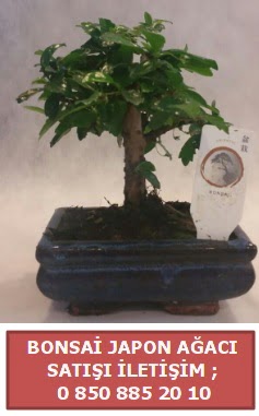 Japon aac minyar bonsai sat  zmir Karyaka ieki telefonlar 