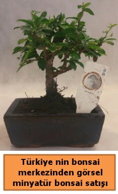 Japon aac bonsai sat ithal grsel  zmir Karyaka iek gnderme sitemiz gvenlidir 