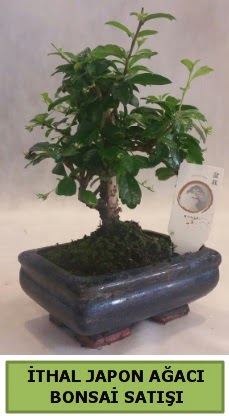 thal japon aac bonsai bitkisi sat  zmir Karyaka iek gnderme 