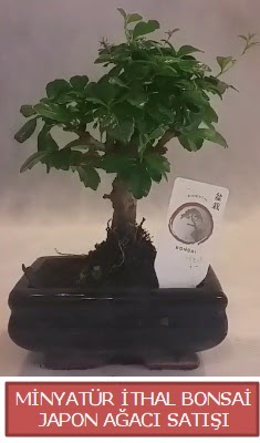 Kk grsel bonsai japon aac bitkisi  zmir Karyaka iek sat 