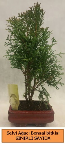 Selvi aac bonsai japon aac bitkisi  zmir Karyaka ieki telefonlar 
