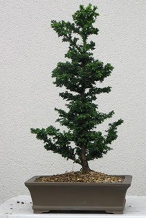 am aac bonsai bitkisi sat  zmir Karyaka iek gnderme 