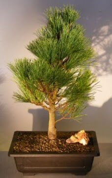 am aac japon aac bitkisi bonsai  zmir Karyaka iek gnderme 