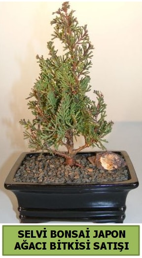 Selvi am japon aac bitkisi bonsai  zmir Karyaka iek gnderme 