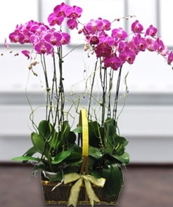 7 dall mor lila orkide  zmir Karyaka nternetten iek siparii 