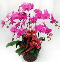 Sepet ierisinde 5 dall lila orkide  zmir Karyaka iek , ieki , iekilik 