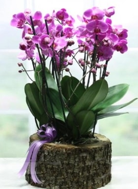 Ktk ierisinde 6 dall mor orkide  zmir Karyaka iek , ieki , iekilik 