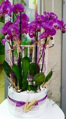 Seramik vazoda 4 dall mor lila orkide  zmir Karyaka iek siparii vermek 