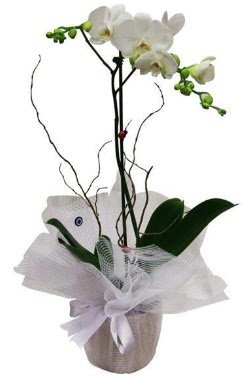 Tek dall beyaz orkide  zmir Karyaka online iek gnderme sipari 