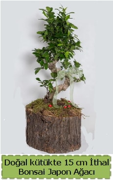 Doal ktkte thal bonsai japon aac  zmir Karyaka iek yolla 