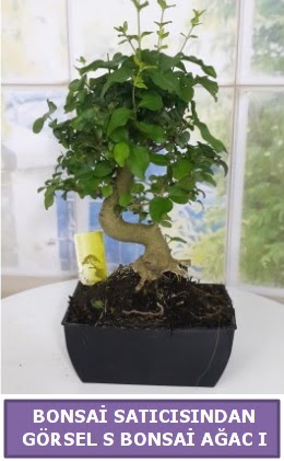 S dal erilii bonsai japon aac  zmir Karyaka ieki telefonlar 