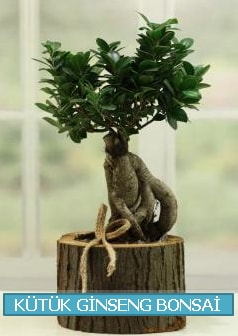 Ktk aa ierisinde ginseng bonsai  zmir Karyaka nternetten iek siparii 