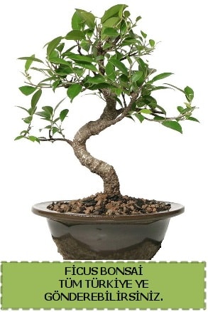 Ficus bonsai  zmir Karyaka nternetten iek siparii 