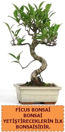 Ficus bonsai 15 ile 25 cm arasndadr  zmir Karyaka iek gnderme sitemiz gvenlidir 