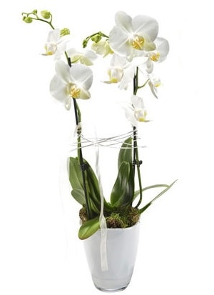 2 dall beyaz seramik beyaz orkide sakss  zmir Karyaka nternetten iek siparii 