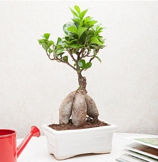 Exotic Ficus Bonsai ginseng  zmir Karyaka iek online iek siparii 
