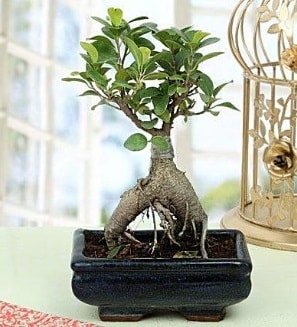 Appealing Ficus Ginseng Bonsai  zmir Karyaka 14 ubat sevgililer gn iek 
