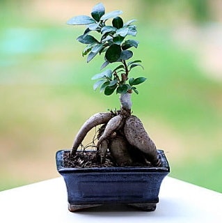 Marvellous Ficus Microcarpa ginseng bonsai  zmir Karyaka internetten iek siparii 