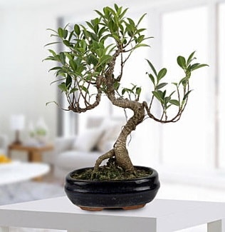 Gorgeous Ficus S shaped japon bonsai  zmir Karyaka gvenli kaliteli hzl iek 