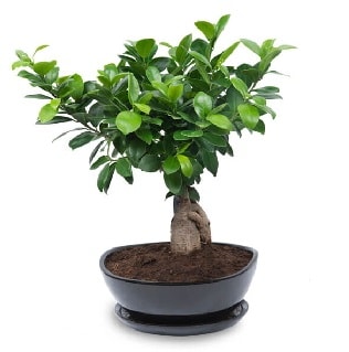 Ginseng bonsai aac zel ithal rn  zmir Karyaka iek siparii sitesi 