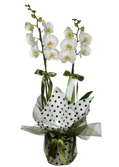 ift Dall Beyaz Orkide  zmir Karyaka uluslararas iek gnderme 