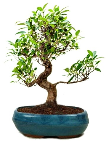 25 cm ile 30 cm aralnda Ficus S bonsai  zmir Karyaka nternetten iek siparii 
