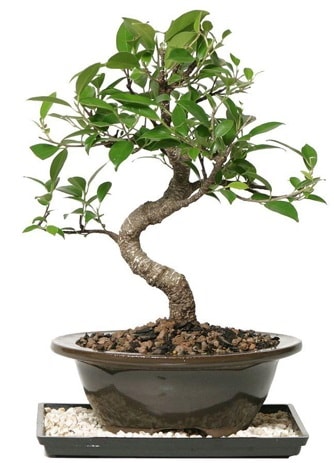 Altn kalite Ficus S bonsai  zmir Karyaka iek gnderme  Sper Kalite
