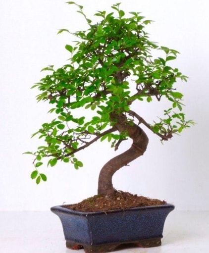 S gvdeli bonsai minyatr aa japon aac  zmir Karyaka nternetten iek siparii 