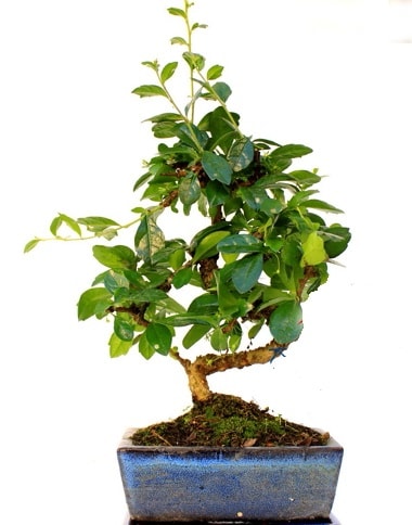 S gvdeli carmina bonsai aac  zmir Karyaka iek gnderme sitemiz gvenlidir  Minyatr aa