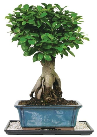 Bonsai Ginsing Grafted Ficus Bonsai  zmir Karyaka iek gnderme sitemiz gvenlidir 
